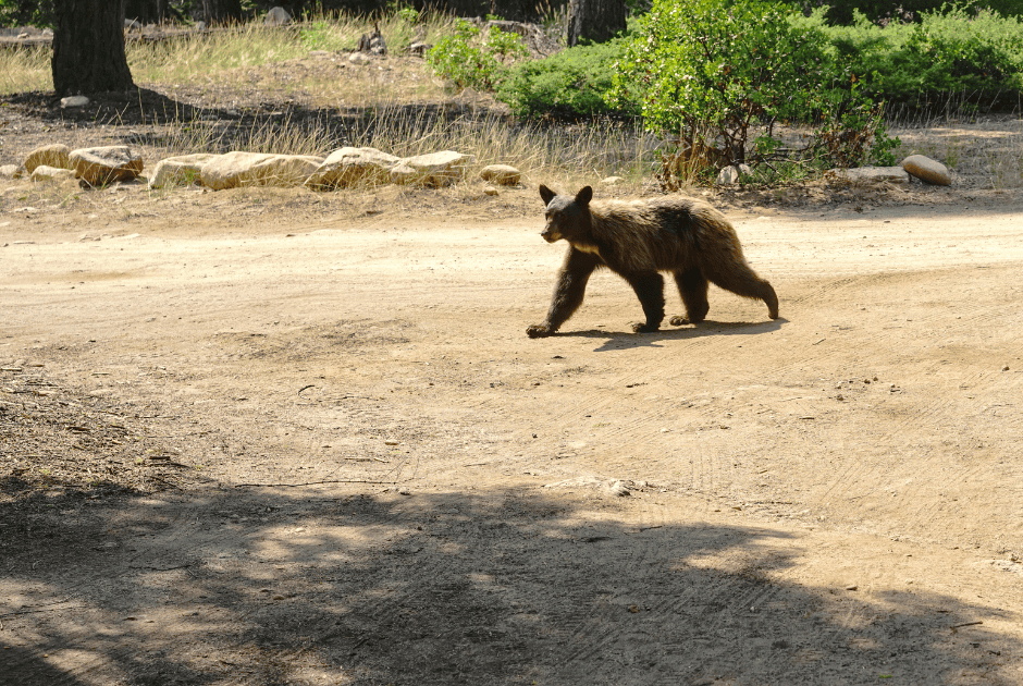 Black bear in the wild